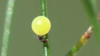 Trichogrammatidae Trichogramma gicai parasitizes eggs of Papilio machaon [upl. by Anehs]