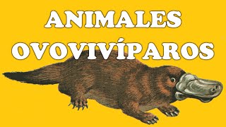 Animales ovovivíparos y sus características [upl. by Ynnohj]