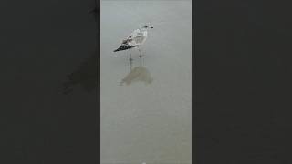 Ring Billed Gull at Hilton Head Island beach nature [upl. by Sloatman]