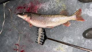 Saginaw Bay Pike Spearing SHALLOW WATERBIG PIKE [upl. by Peursem]