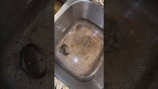 Clearing A Clogged Kitchen Sink [upl. by Neelrihs452]