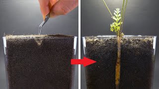 CARROT Growing from Seed Time Lapse  100 Days [upl. by Eelasor]