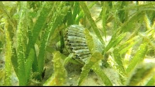 Scallop Harvest Season 101 [upl. by Nyloc]