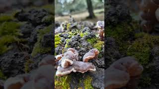 Un MinutoUna seta Auricularia mesenterica mushroom hongos vidarural naturaleza conocimiento [upl. by Zehc]