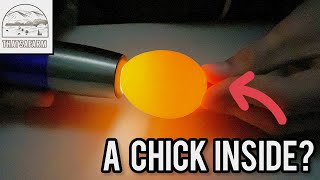 How To Candle Chicken Eggs [upl. by Rey363]