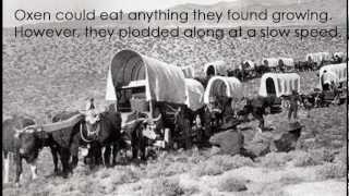 Covered Wagons of the Oregon Trail [upl. by Lletnohs469]