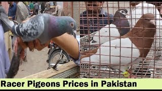 Racer Pigeons In Gola Kabootar Market Karachi  Price Updates in Urdu Hindi [upl. by Alfred988]