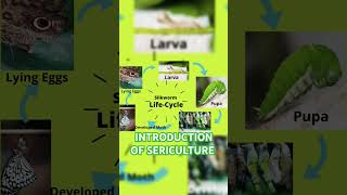 Sericulture definition science sericulture class7sciencequestionandanswer radhakrishna [upl. by Groos]