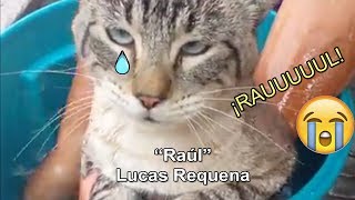 quot¡Raúlquot  Lucas Requena  ¡Gatos cantando a Raúl [upl. by Lovato281]