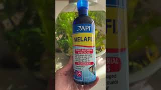 Review API Melafix is always in my aquarium kit [upl. by Behnken813]