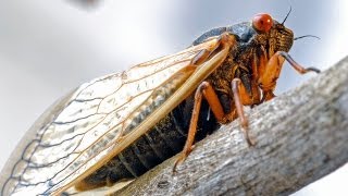 Cicadas Making Sense of the 17Year Emergence  by Scientific American [upl. by Malachy]