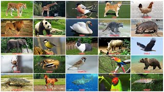 Learning about Animals – 100 Animals for Kids to Learn – Animal Names and Sounds for Children [upl. by Meil297]