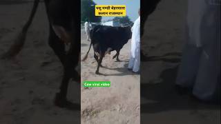 New viral video HF cow Sahiwal cow American cow Rathi cow tharparkar cow dairy farm [upl. by Anipsed]