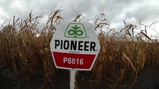 Pioneer P8816 kukorica vetőmag KukoricaVetőmaghu Kft 2017 [upl. by Noryb881]