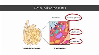 12DaysinMarch Testicular Tumors for USMLE Step One [upl. by Terbecki]