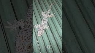 The sound of a gecko calling at night a chameleon shorts Bơ lang thang [upl. by Anette]