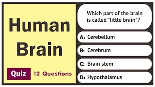 Human Brain Quiz  12 Questions  General Science Quiz [upl. by Edahsalof]