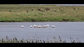 SPOONBILLS BIRDS [upl. by Cooperman]