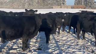 Remitall Farms Inc Bred Heifers [upl. by Sigismundo]