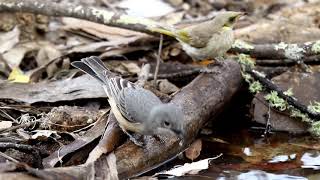 Opera singer of the Bush  Australian Rufous Whistler [upl. by Aileve]