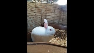 Rabbits  LionheadNetherland Dwarf Cross and Our First Mini Rex Babies [upl. by Nnaeirelav]