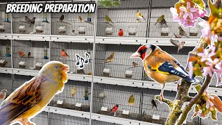 Conditioning Finches amp Canaries for Breeding [upl. by Hemetaf]