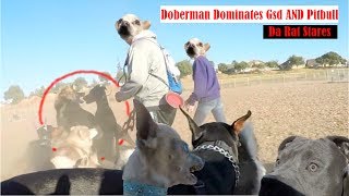 Muzzled Doberman Vs German Shepherd Dominance Aggressive Chihuahua [upl. by Angadresma]