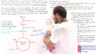 Introduction to Citric Acid Cycle [upl. by Millda]