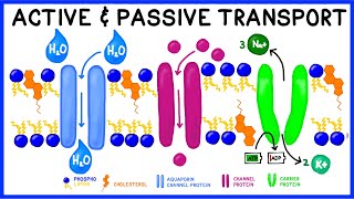 Active vs Passive Transport Compare and Contrast [upl. by Amiaj]