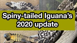 Panda Dragon Pied Pectinata  San Esteban Iguana  Banana Pectinata 20 Updates  more [upl. by Mosira]