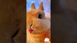 Kelinci Lucu Makan Anggur 🐰🍇 cute rabbit eating grape asmr shorts [upl. by Yaj]