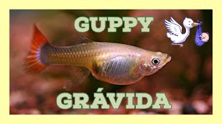 Fêmea de Guppy grávida [upl. by Zarla]