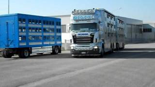 scania R Zilio v8 trasporto bestiame [upl. by Aiceled]