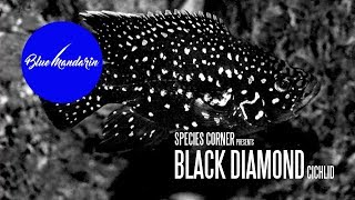 Species Corner  The Black Diamond Cichlid [upl. by Enived]