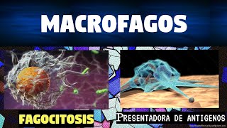 LOS MACRÓFAGOS Y FAGOCITOSIS  FUNCIONES INMUNOLOGICAS [upl. by Amity]