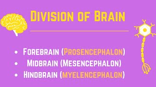 Division of Brain  Parts of Brain  Forebrain  Midbrain  Hindbrain  CNS Part 2  PhysioLogic [upl. by Serg]