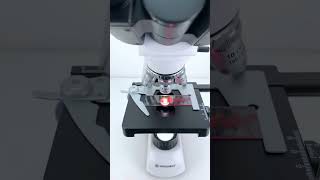 Lipstick magnified 400X is seriously awesomemicroscope underthemicroscope [upl. by Destinee]