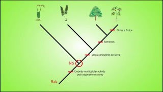 Biologia  Como ler um Cladograma [upl. by Labanna]