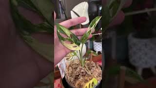 Tricolour Adansonii Variegated  1k USD Expensive Rare plant short shorts shortvideo [upl. by Horton]