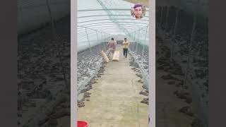 frog farming farming frog viral [upl. by Aracat]