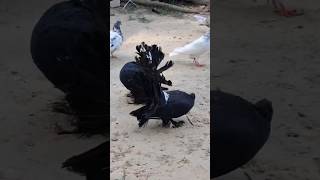 Lakkha kabutar 🤩🥰💯🕊️kabutari bird yiutubeshort youtubevideos kabutarpigeonbird [upl. by Ylen]