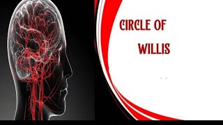 Circle of willisneurologyphysiotherapy [upl. by Soloma]