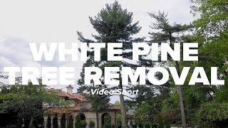 White Pine Tree Removal Short [upl. by Yortal]