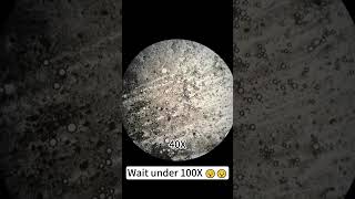 Face powder at 400X magnification is super coolshorts underthemicroscope beefcut science [upl. by Enilaf]