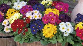 How to Grow Polyanthus [upl. by Aehtna]