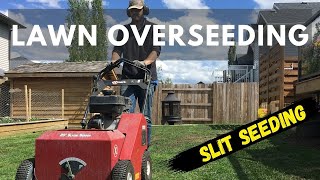 Lawn Overseeding with Slit Seeder  Lawn Renovation [upl. by Derby]