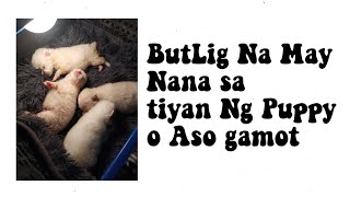 Solusyon o gamot sa butlig butlig na may nana sa tiyan o katawan Ng newborn puppy o sa Aso tutorial [upl. by Munniks78]