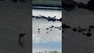 Shorebirds Heron’s Head Park Wetlands sanfranciso stilt birds shorebirds sanfranciso birding [upl. by Airamanna]