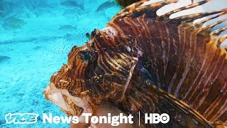 The Invasive Venomous Lionfish Is Killing Atlantic Reefs HBO [upl. by Ophelia]