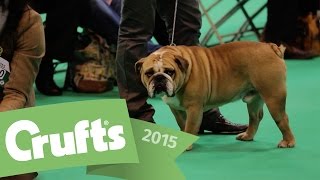 Best of Breed  Bulldog and winners interview  Crufts 2015 [upl. by Son503]